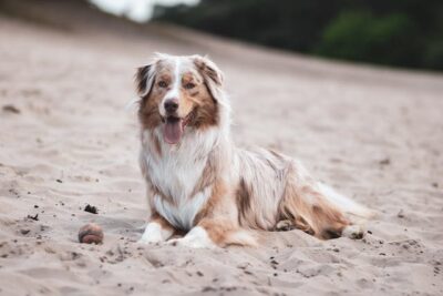 Australian Shepherd lying down on sand