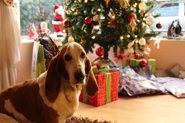 Christmas Gifts for Dogs