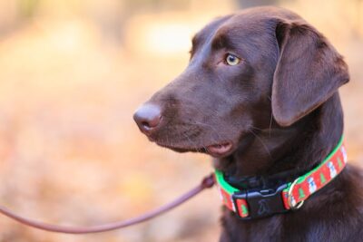 Dog with Christmas Collar