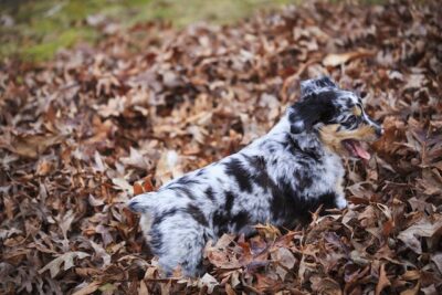 Australian Shepherd Puppy On Dry Leaves 