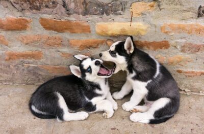 Siberian Husky pups Playing