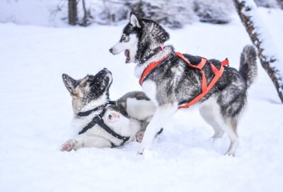 Two Huskies Playing in the Snow