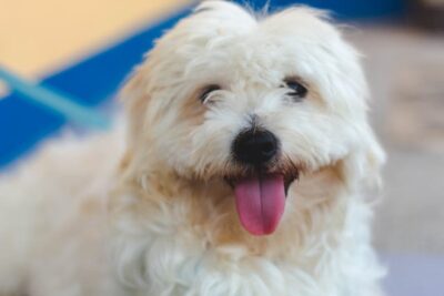 White Long Coated Small Dog
