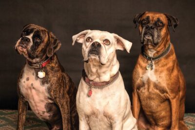 Photography of Three Dogs