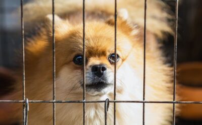 Brown Puppy Inside Cage 