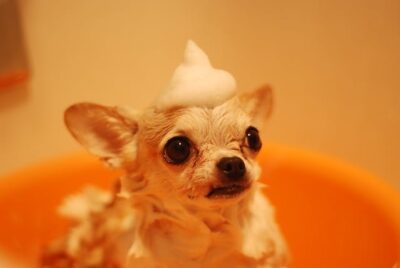 Chihuahua Bathing