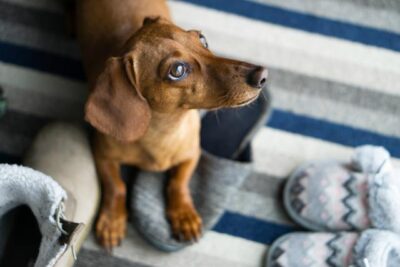 Brown Dachshund Stepping on Gray Slippers 