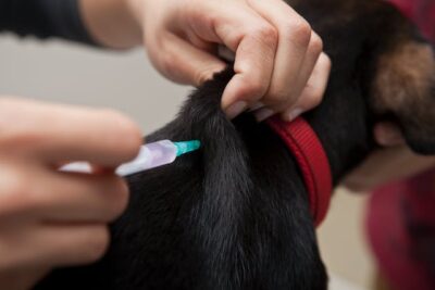 Pet being injected with Medicine