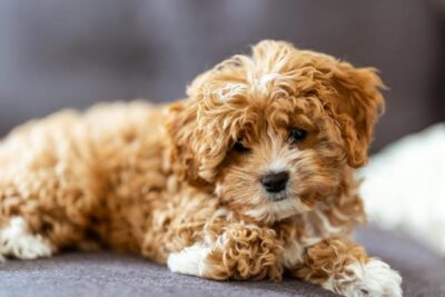 What is a Cavapoo
