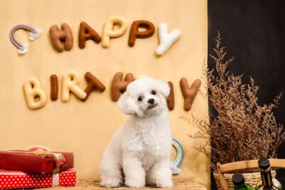 White Bolognese Dog Sitting on a Table with Gift Boxes