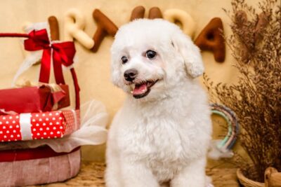 Closeup photo of Bichon Frise