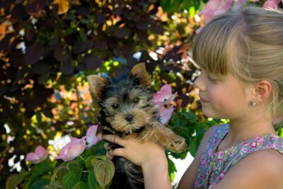 Girl Holding a Yorkie pup