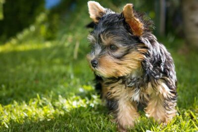 Selective Focus Photography of Yorkshire Terrier Puppy