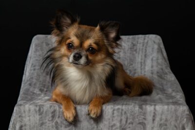 Adult Brown Long Hair Chihuahua