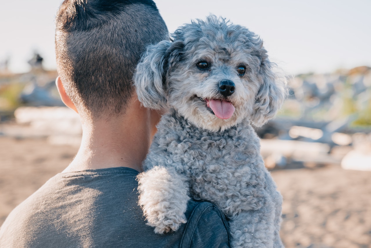 Pawsitively Poodles