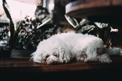 White Poodle on Brown Wooden Table