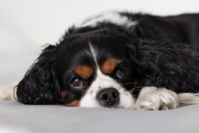 Cute fluffy Cavalier King Charles Spaniel puppy on bed