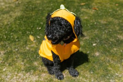 Black Dog in Yellow Costume