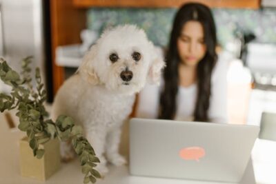 A White Toy Poodle Dog Sitting Beside the Woman Working