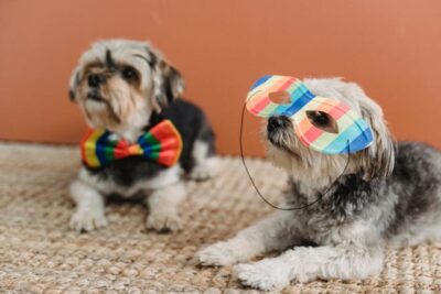 Funny dogs with festive accessories
