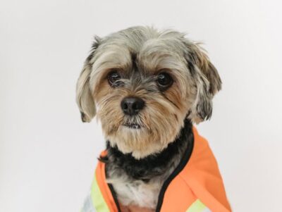 Adorable dog wearing costume in studio
