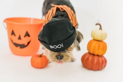 For a truly unique look, consider custom creations for your pup's costume needs. Tailor-made costumes can be designed to fit your dog perfectly and reflect their personality. Look for local artisans or online creators who specialize in custom pet costumes for a one-of-a-kind outfit. Custom costumes allow you to choose specific fabrics, colors, and designs, ensuring your pet stands out from the crowd. Additionally, working with a custom creator gives you the opportunity to incorporate special features or details that are meaningful to you and your pet. While custom costumes may be more expensive than ready-made options, the result is a truly unique and personalized outfit that will make your pet the star of any event or gathering.