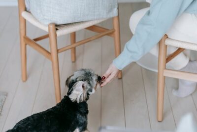 woman stroking morkie dog