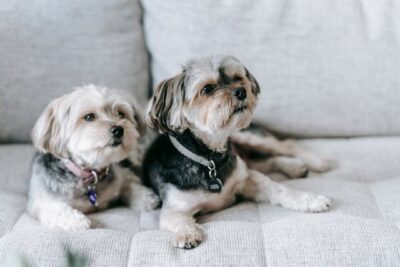 Morkie dog on soft couch