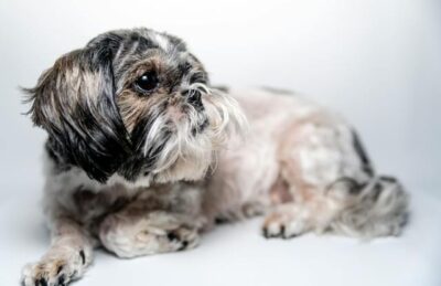 Close-Up Shot of a Shih Tzu Lying Down
