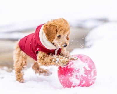 Dog in Winter Clothes