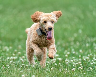 Poodle Running