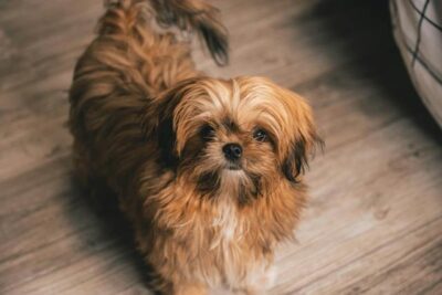 Brown Shih Tzu Puppy
