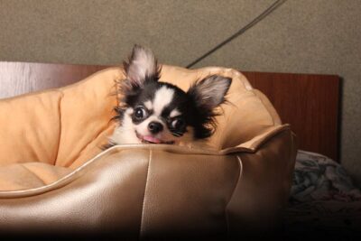 Photo of Black Chihuahua on Brown Leather Couch