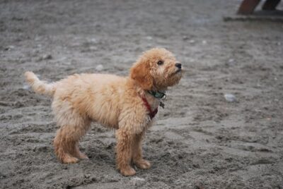 Photo of a Cute Goldendoodle Dog at the Beach