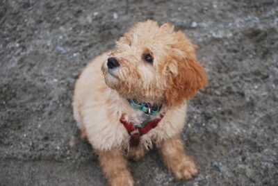 High-Angle Shot of a Cute Goldendoodle Dog on the Sand