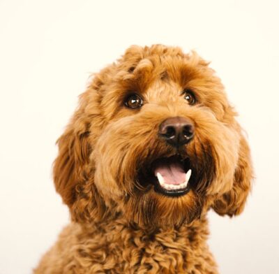 Portrait of a Goldendoodle Dog with Mouth Open