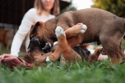 Puppies Playing with Each Other 