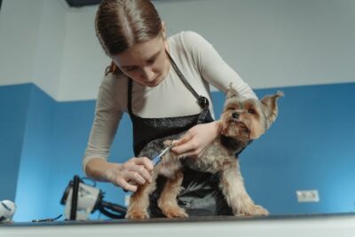 Yorkie Grooming