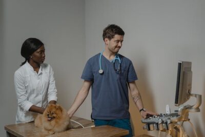 Veterinarian Checking Up the Dog Using an Ultrasound Machine 