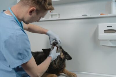 Vet checking teeth of the dog