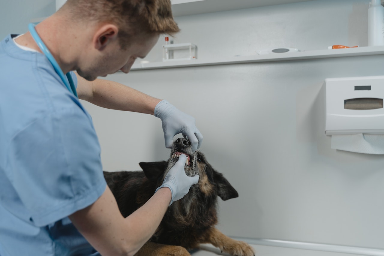 Dental Care Needs for a New Puppy