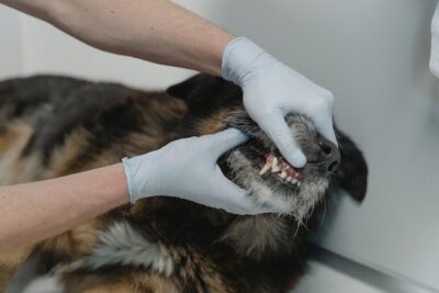 Vet checking Dog's Teeth