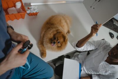 Pomeranian over the Diagnostic Table Inside a Clinic 