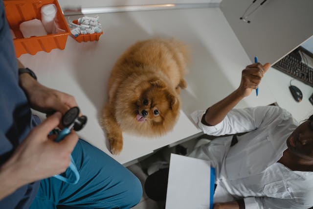 Pomeranian over the Diagnostic Table Inside a Clinic