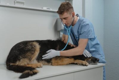 Veterinarian Checking a Sick Dog Using a Stethoscope