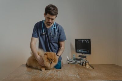 Vet Holding a Pomeranian