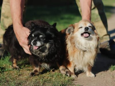 A person holding two long haired chihuahuas