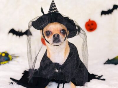 Cute Chihuahua in Halloween costume