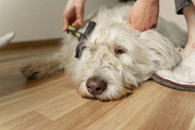 A Person Brushing a Dog