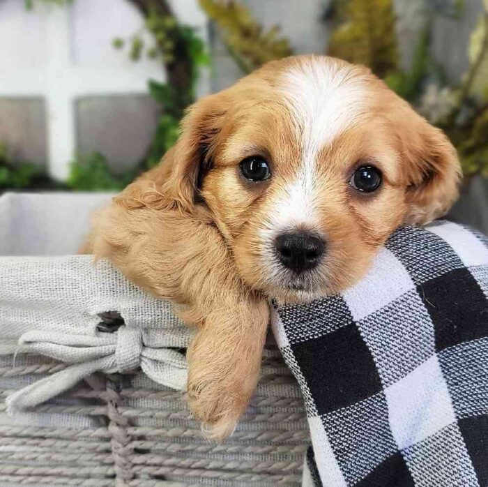 Phil- Awesome Small Male Cavapoo Puppy - Image 2